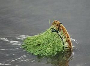 سبزه به آب زدن